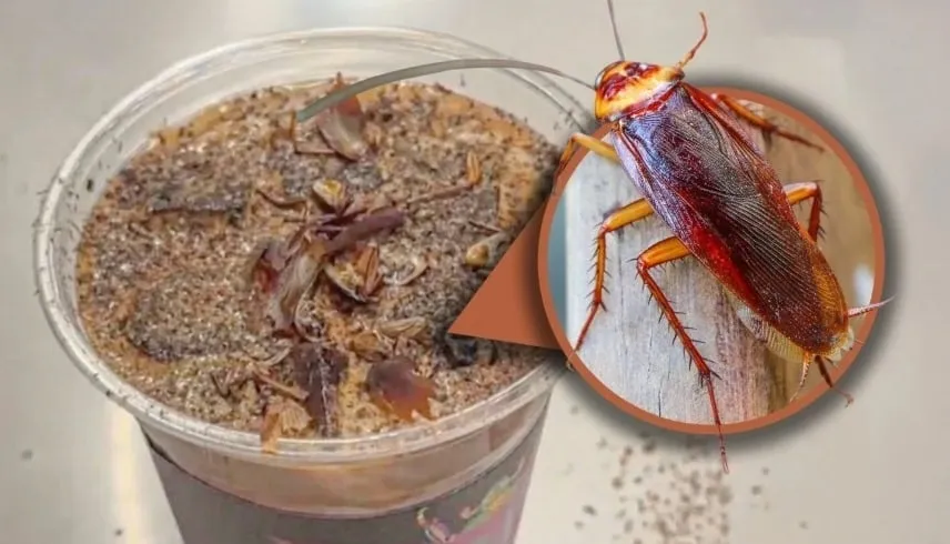 بكين تطلق قهوة تحتوي على مسحوق الصراصير