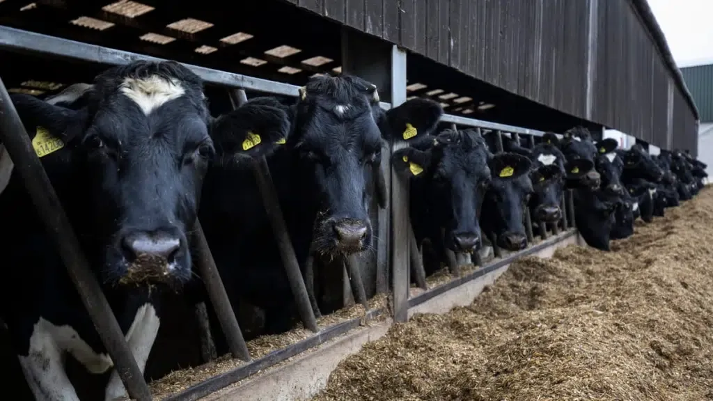 نقل 30 ألف بقرة حلوب إلى الجزائر عبر جسر جوي