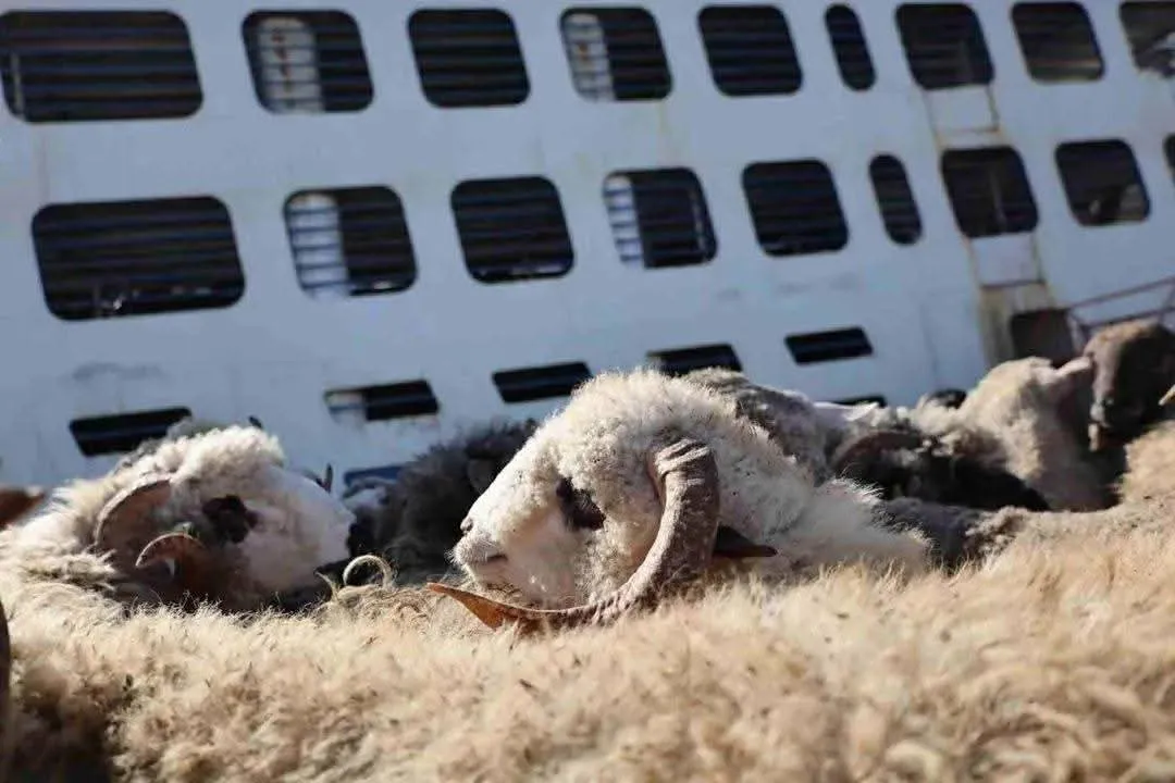 رسو باخرة ثانية محملة بالأغنام المستوردة بميناء سكيكدة