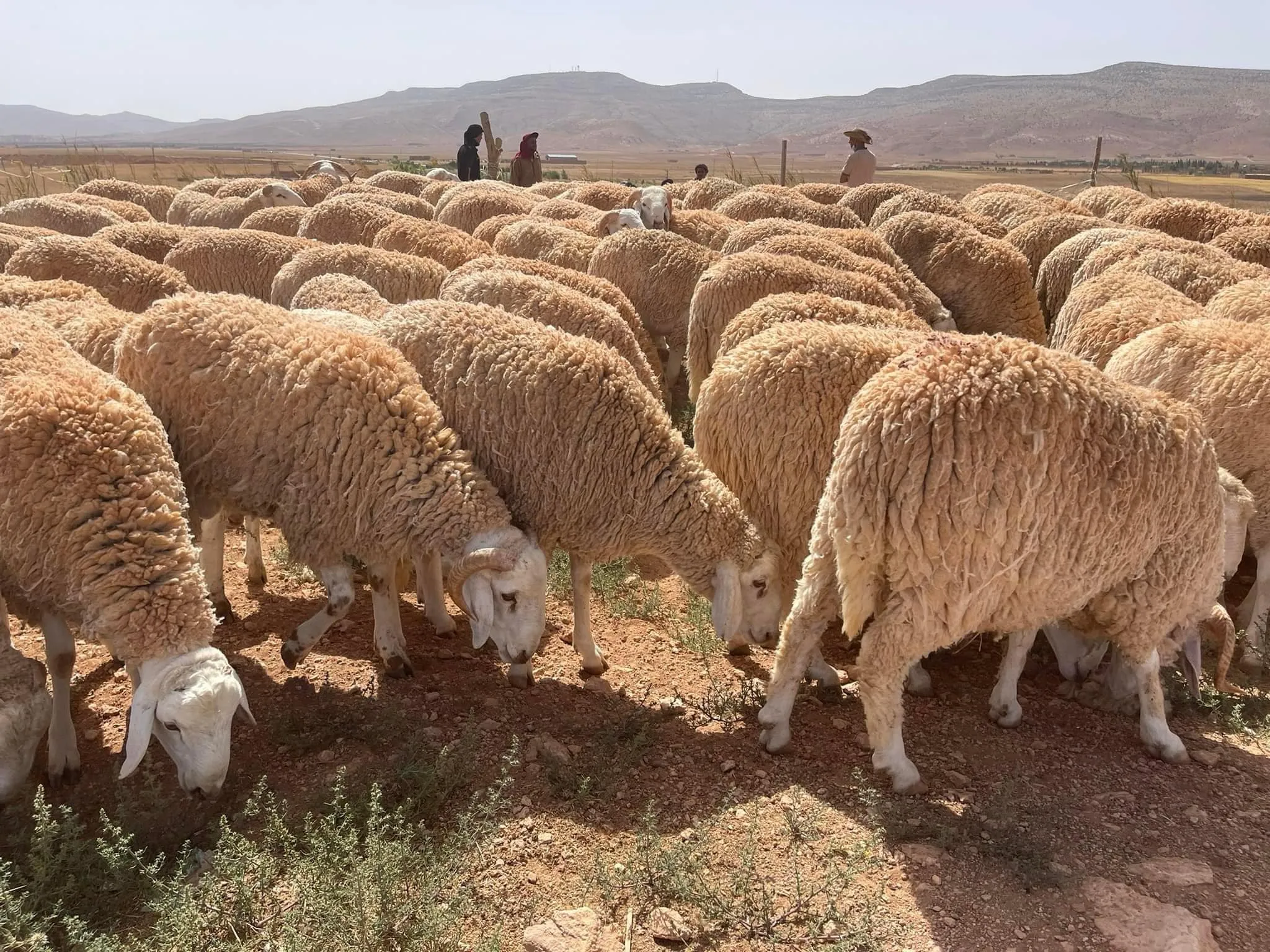 تمر الأغنام..ابتكار جديد يدعم شعبة تربية الأغنام