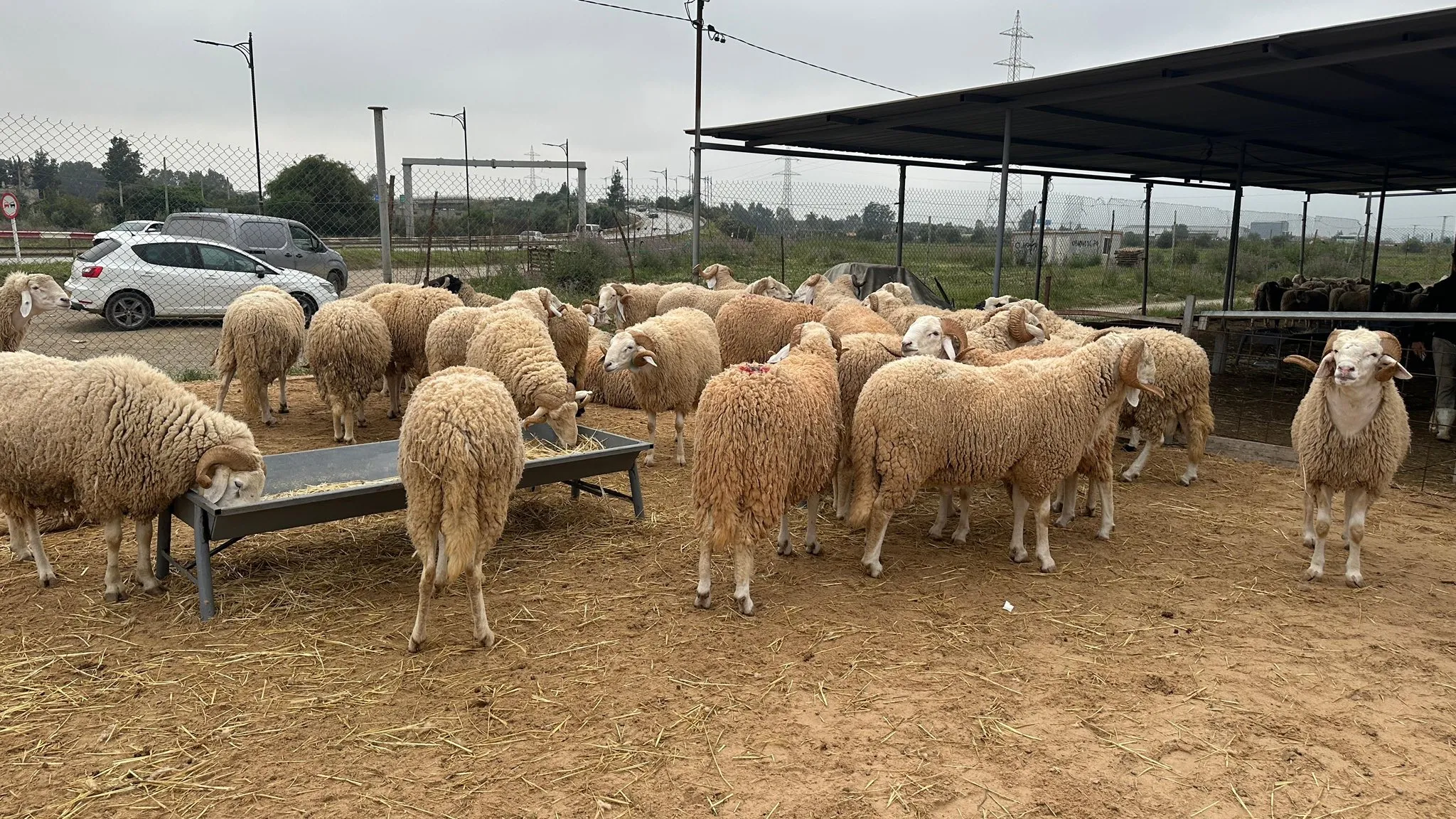 أرقام صادمة لأسعار أضاحي العيد