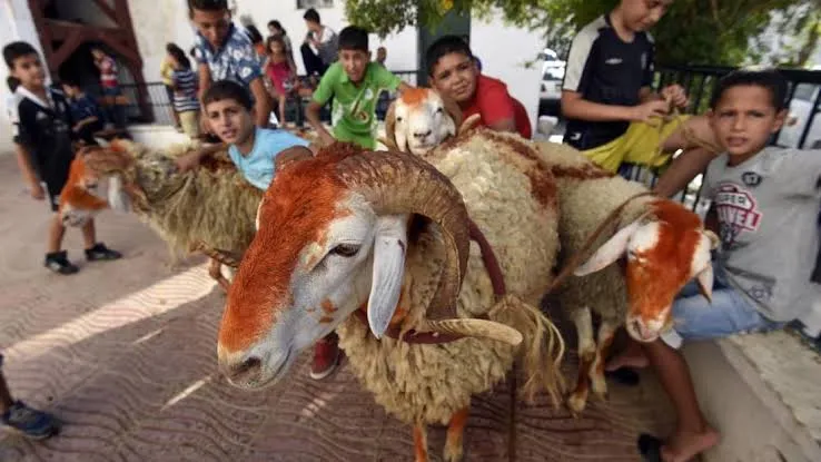 الحماية المدنية تدعو إلى تفادي الحوادث خلال عيد الأضحى