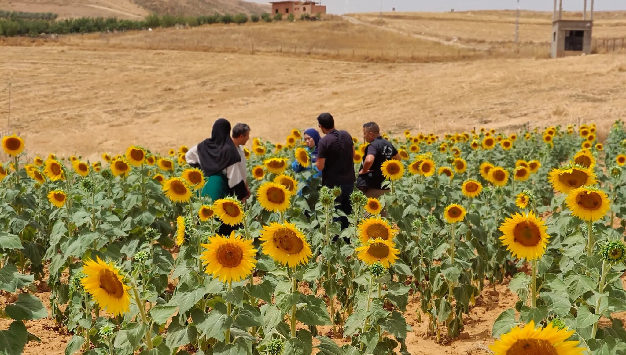 من الحقل إلى السيادة الغذائية…الجزائر تدعم دوار الشمس كخيار استراتيجي جديد
